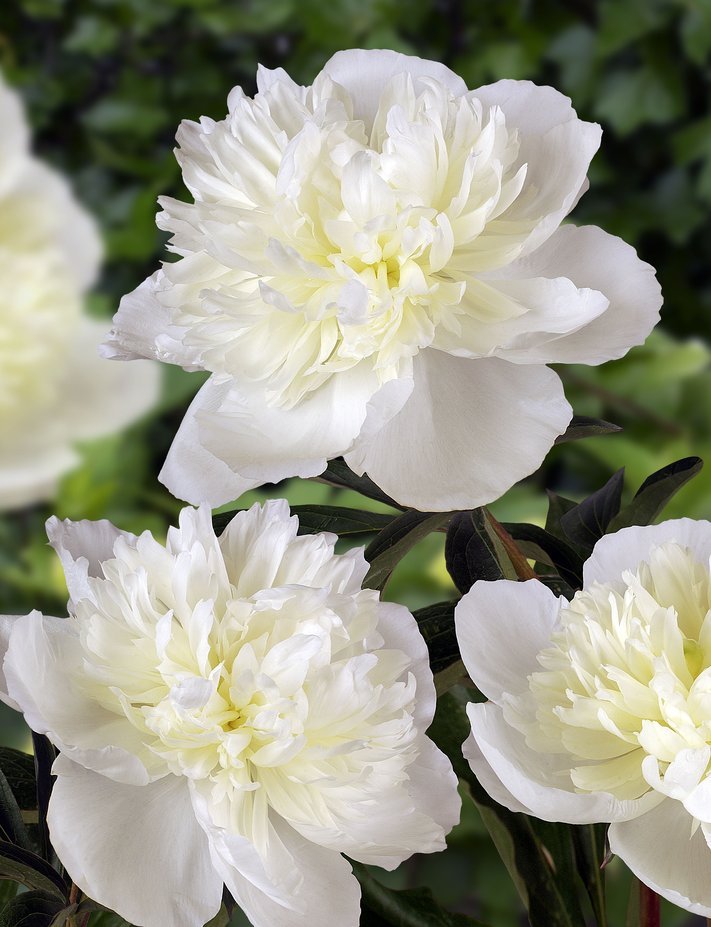 Duchesse de Nemours