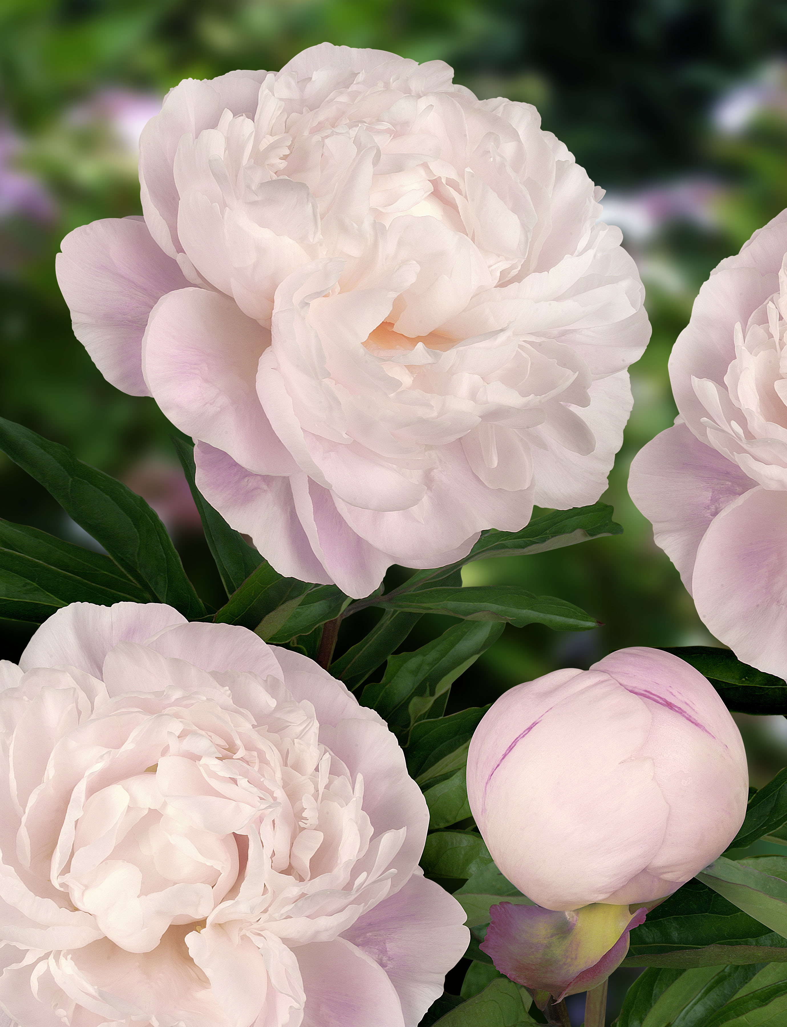 Gardenia