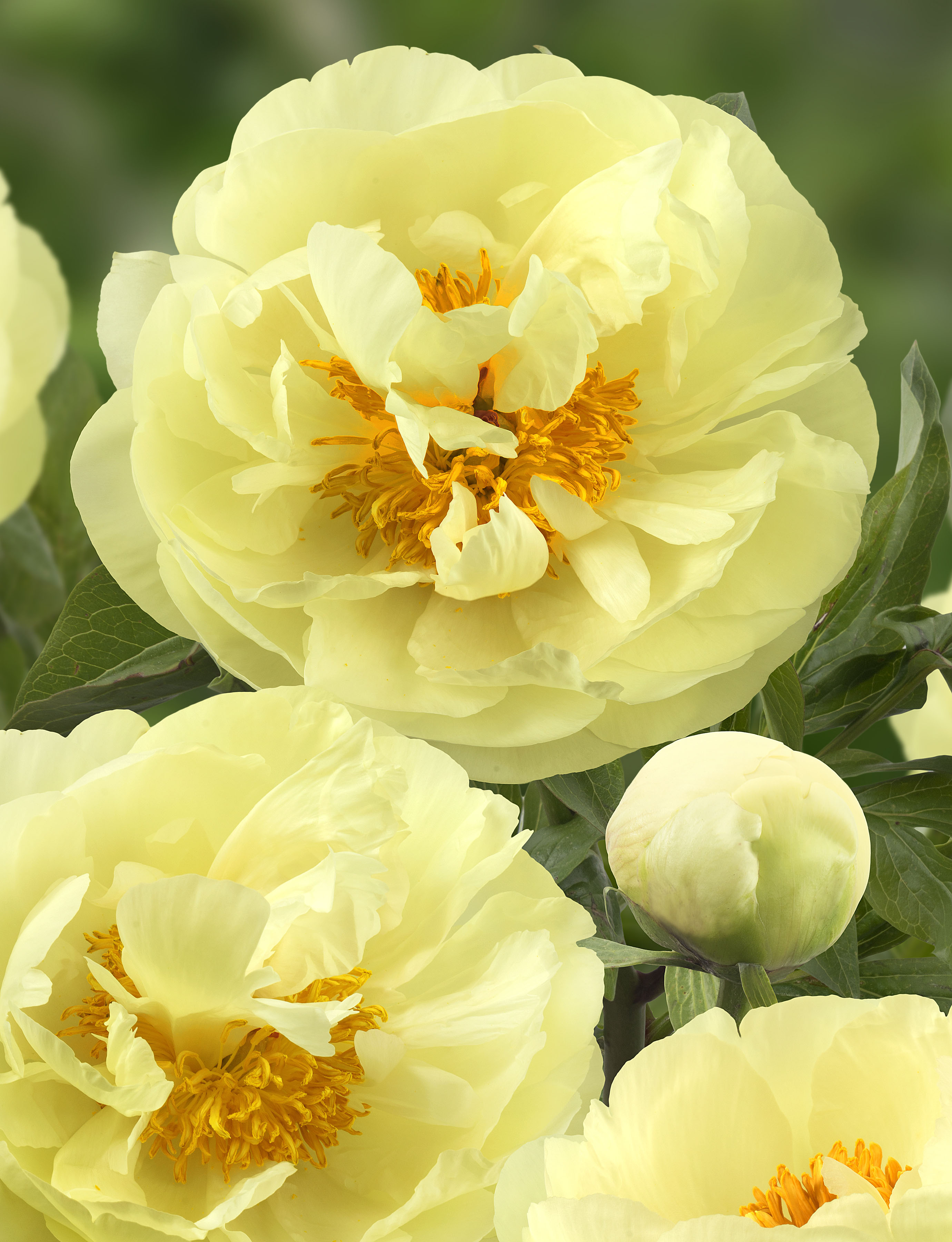 Lemon Chiffon
