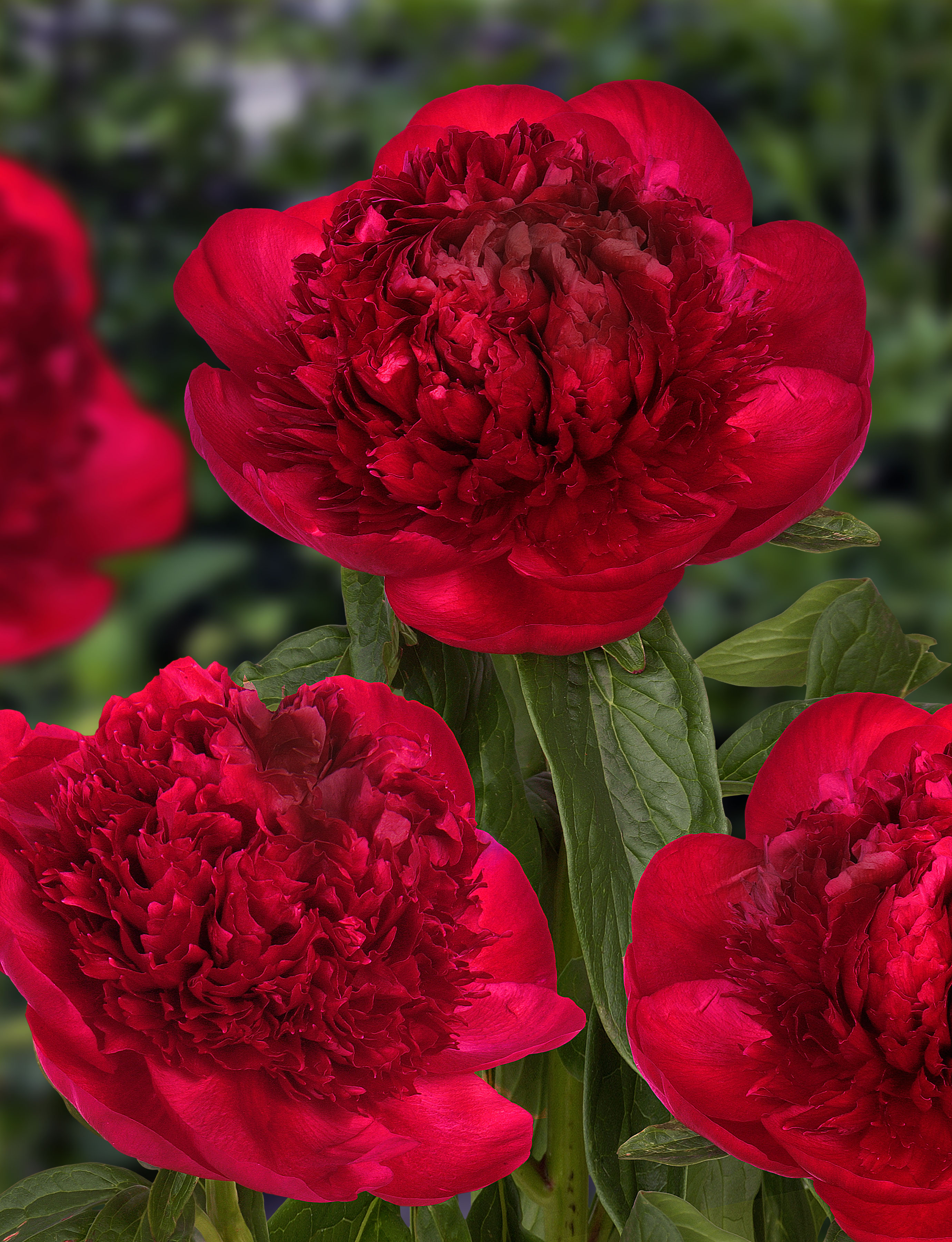 Red Charm