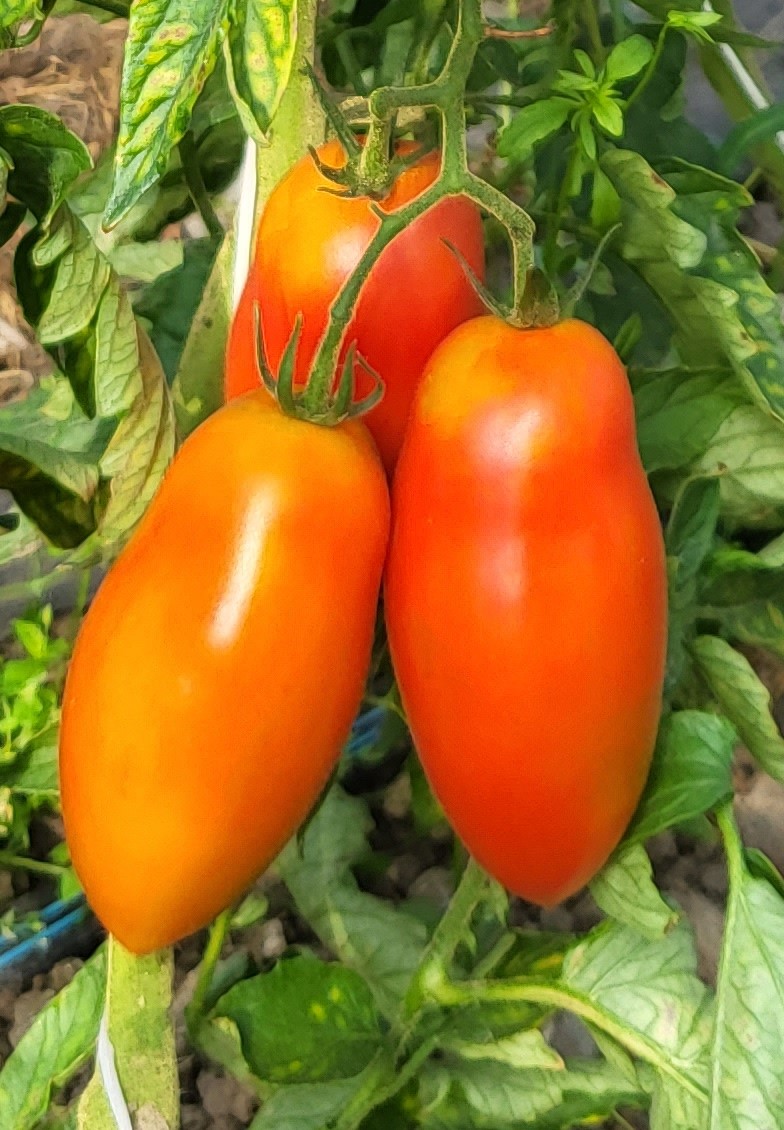 Slyvinių pomidorų sultys