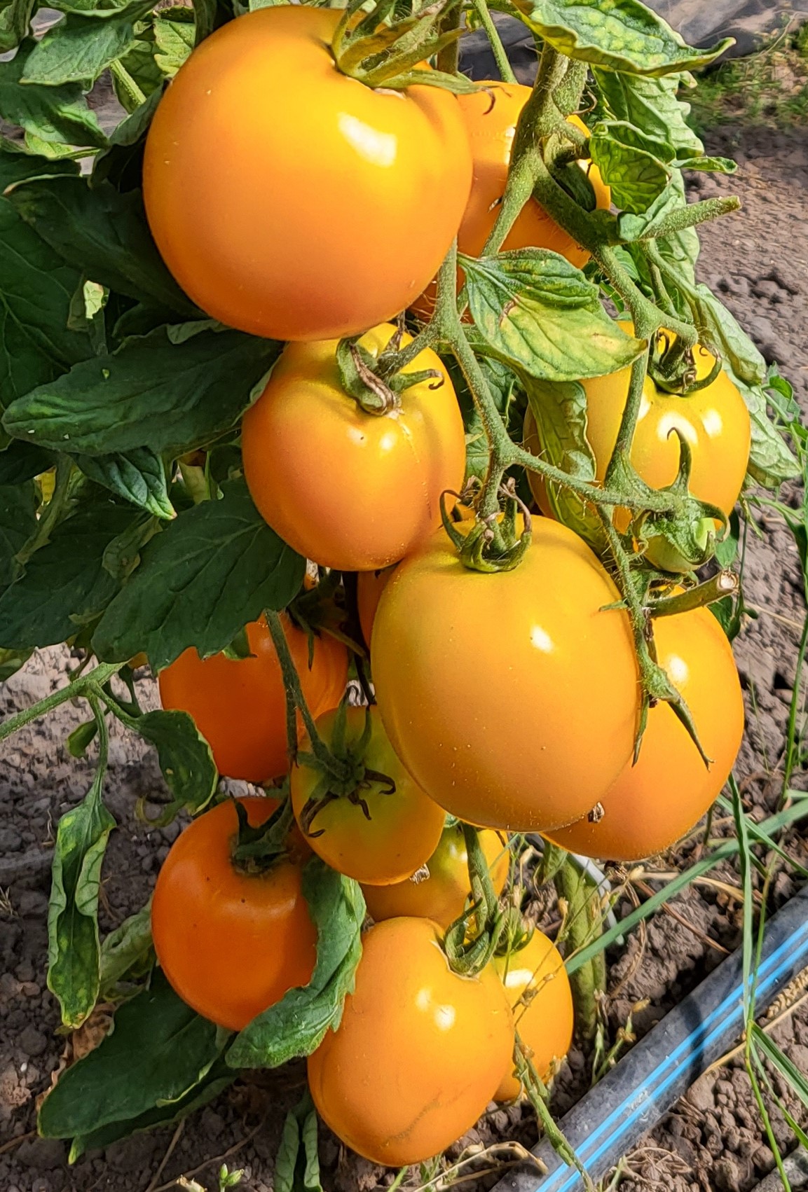 Geltonų pomidorų sultys