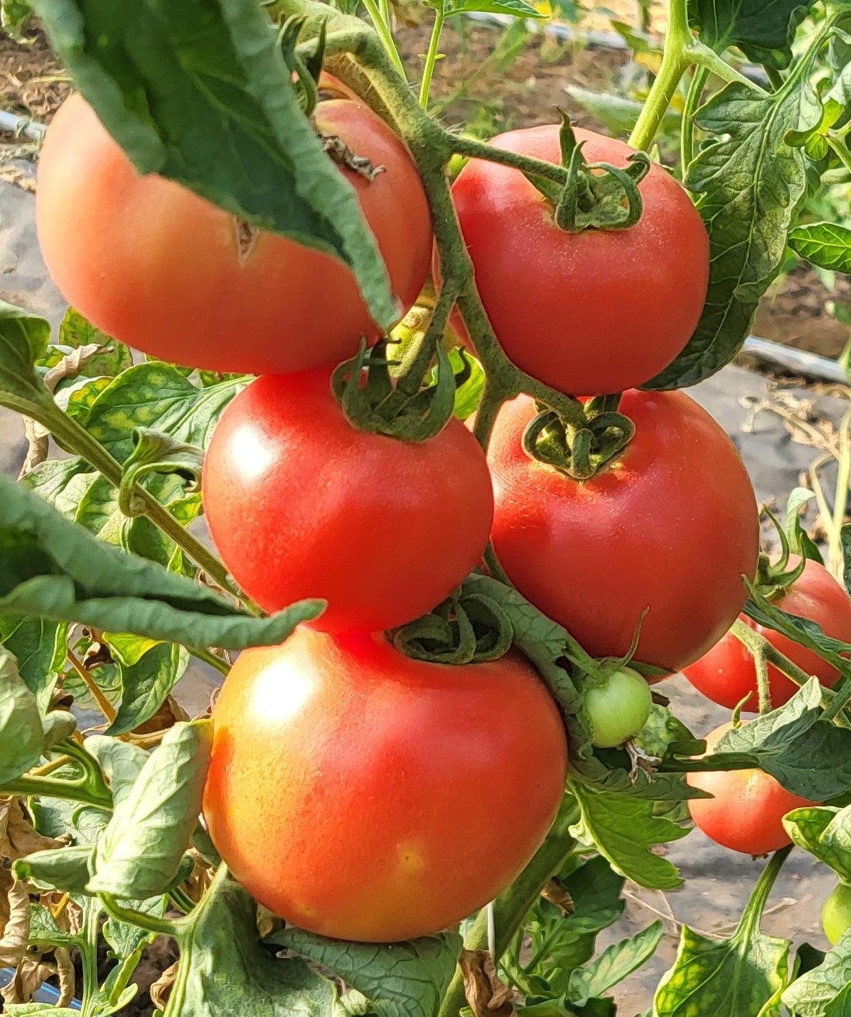 Avietinių ir "jautinių" pomidorų sultys
