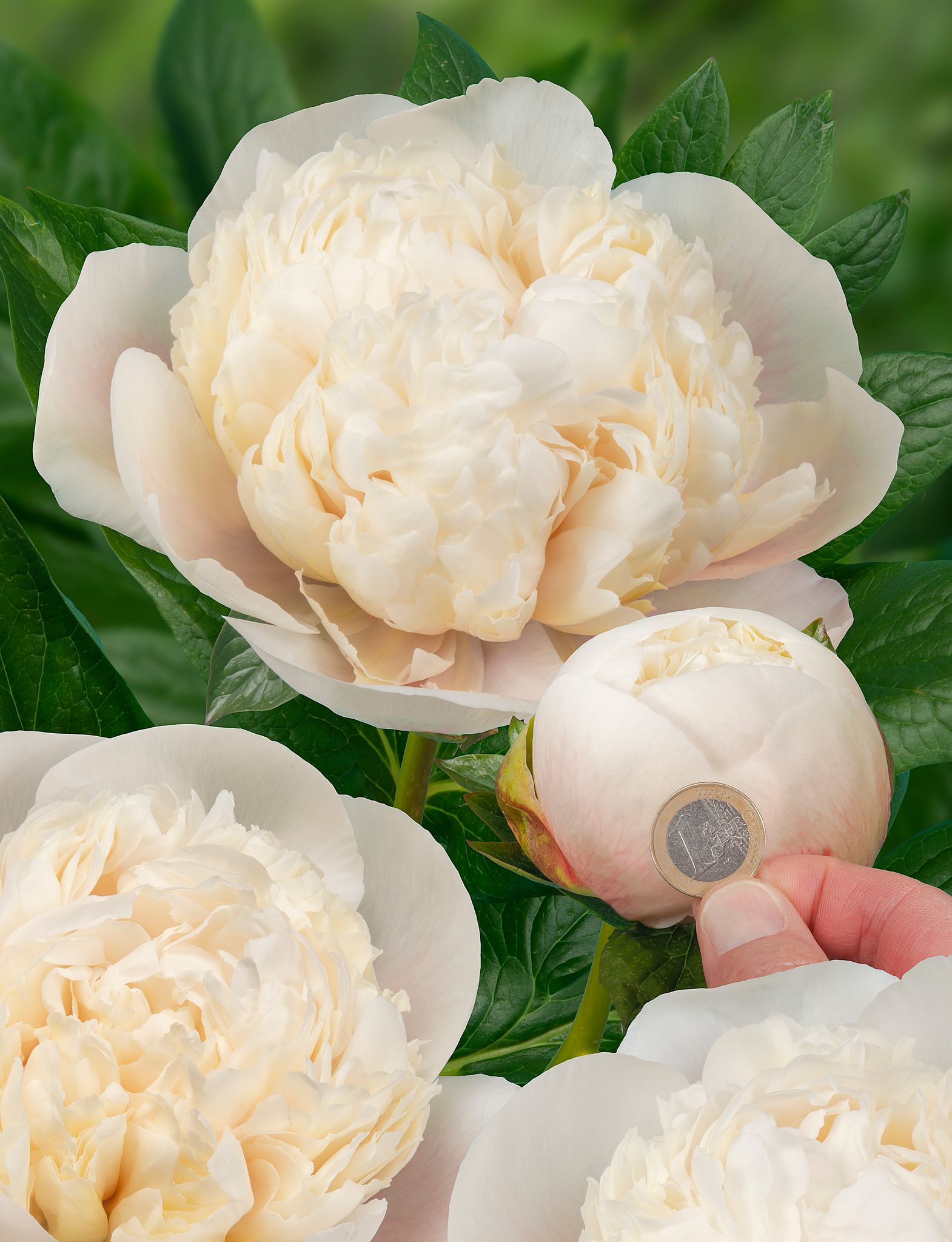 Colonel Owen Cousins