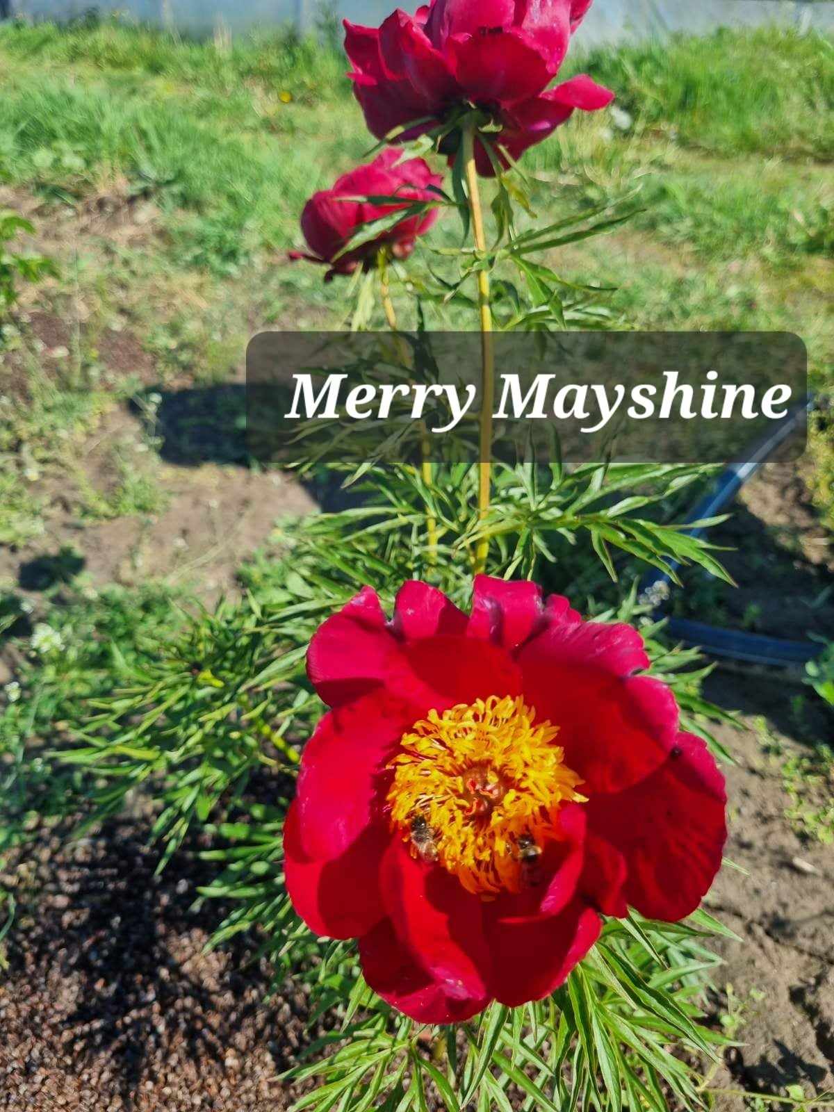 Siauralapis bijūnas Merry Mayshine