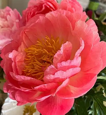 Coral Supreme