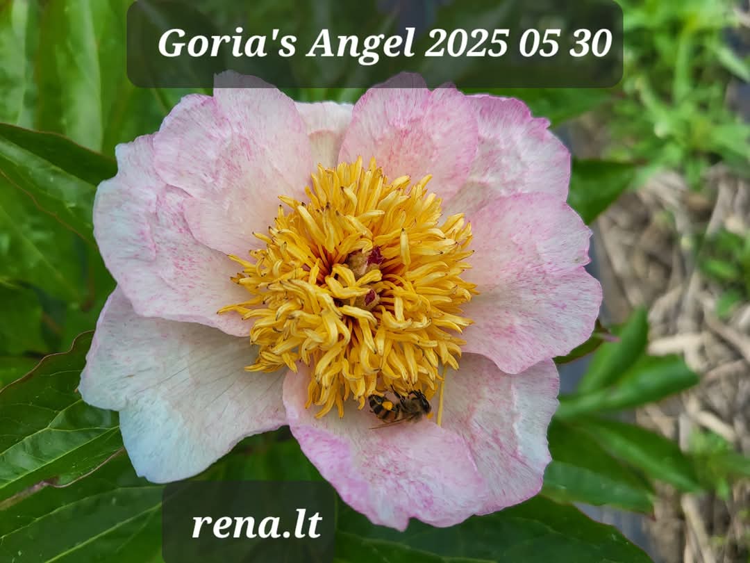 Gloria's Angel