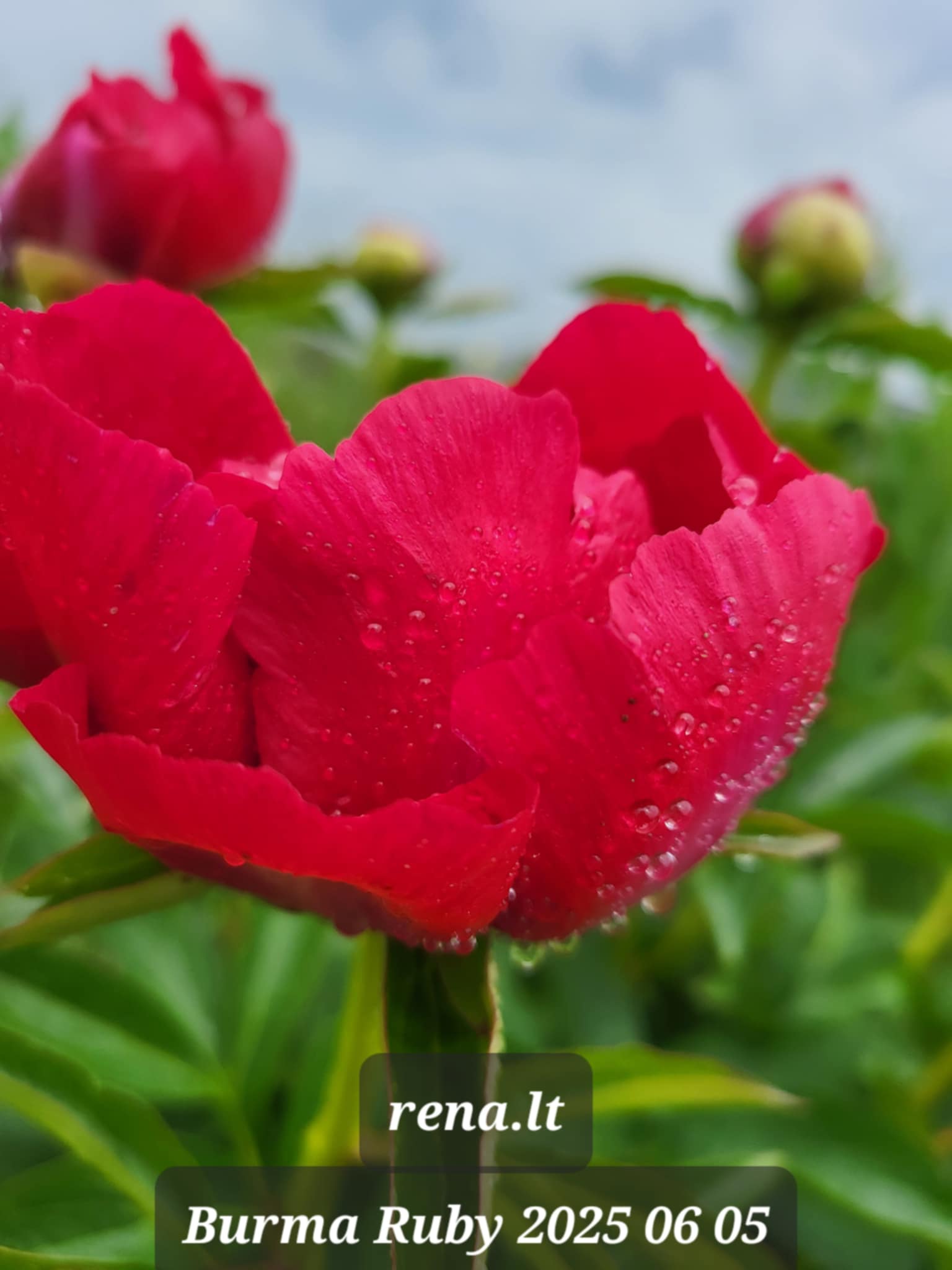 Burma Ruby