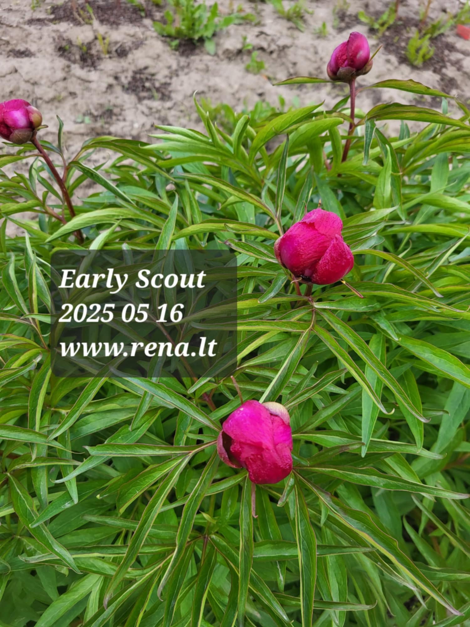 Early Scout