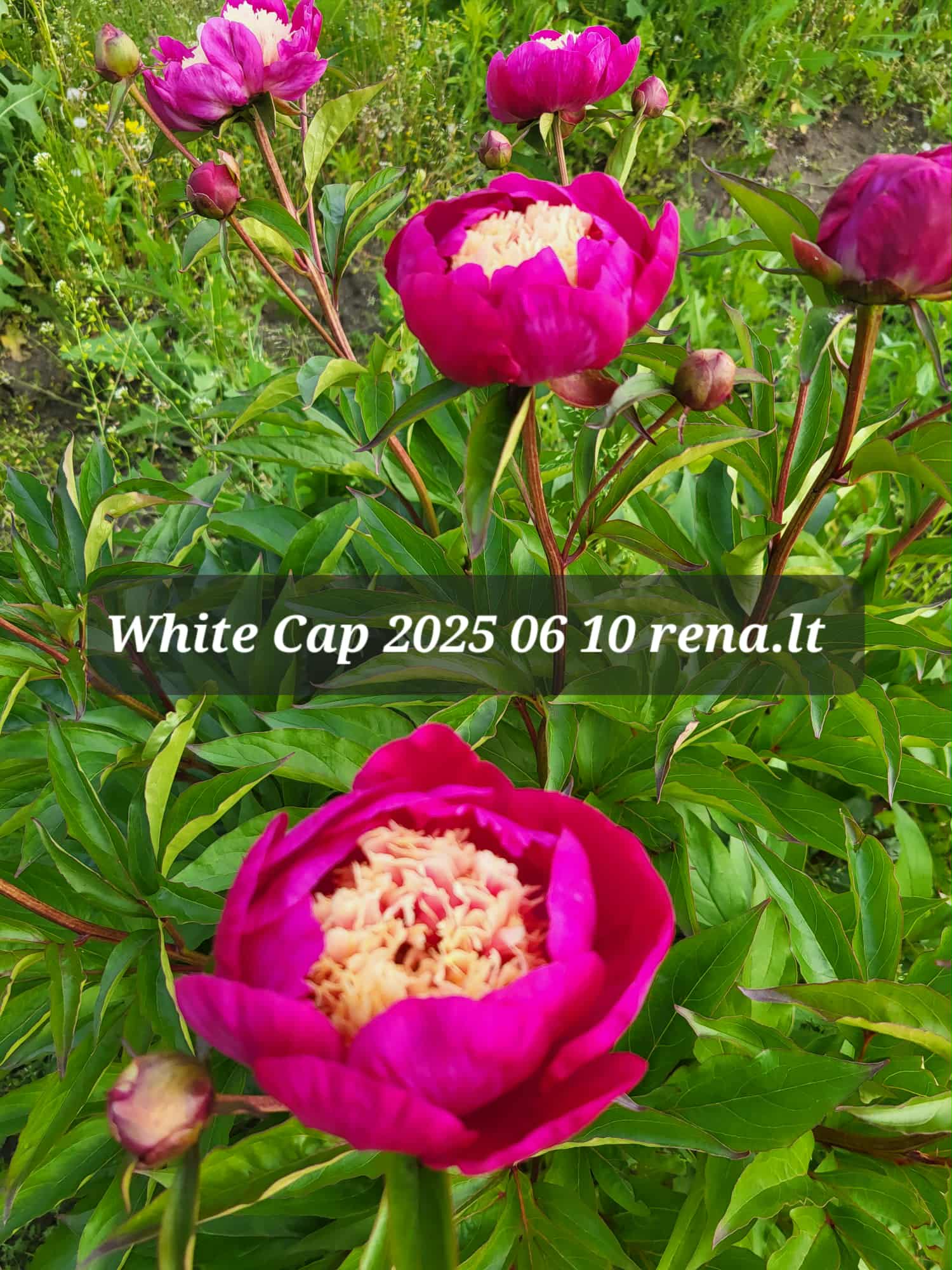 White Cap