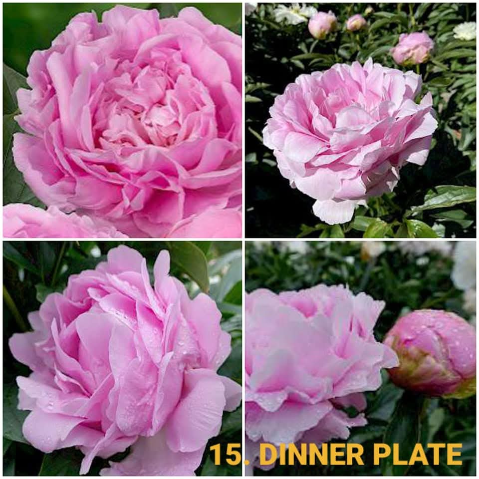 Dinner Plate