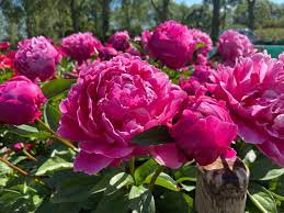 Fiona (Red Sarah Bernhardt) visas krūmas