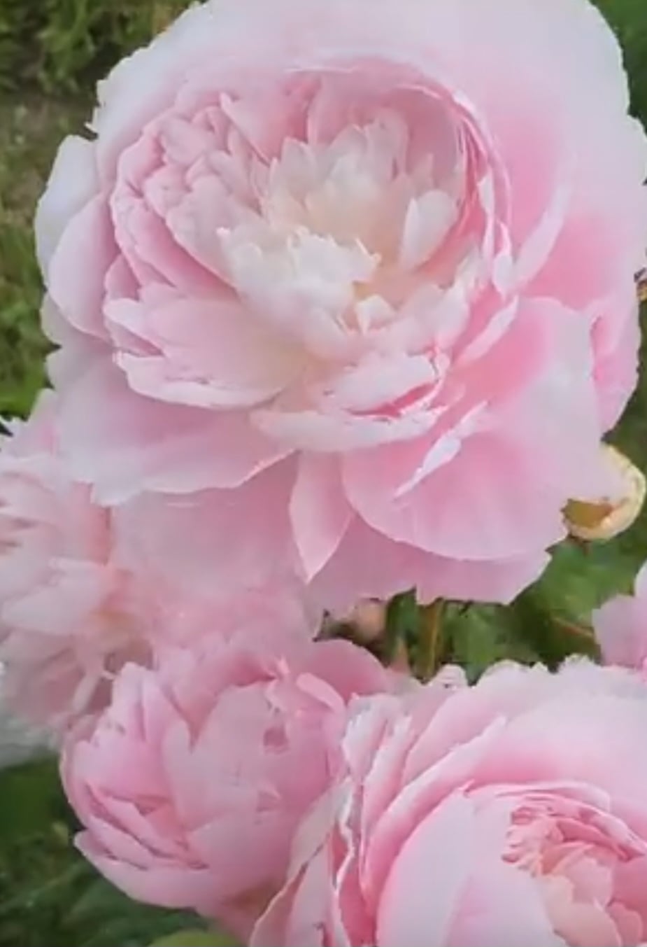 Mrs. Franklin D. Roosevelt