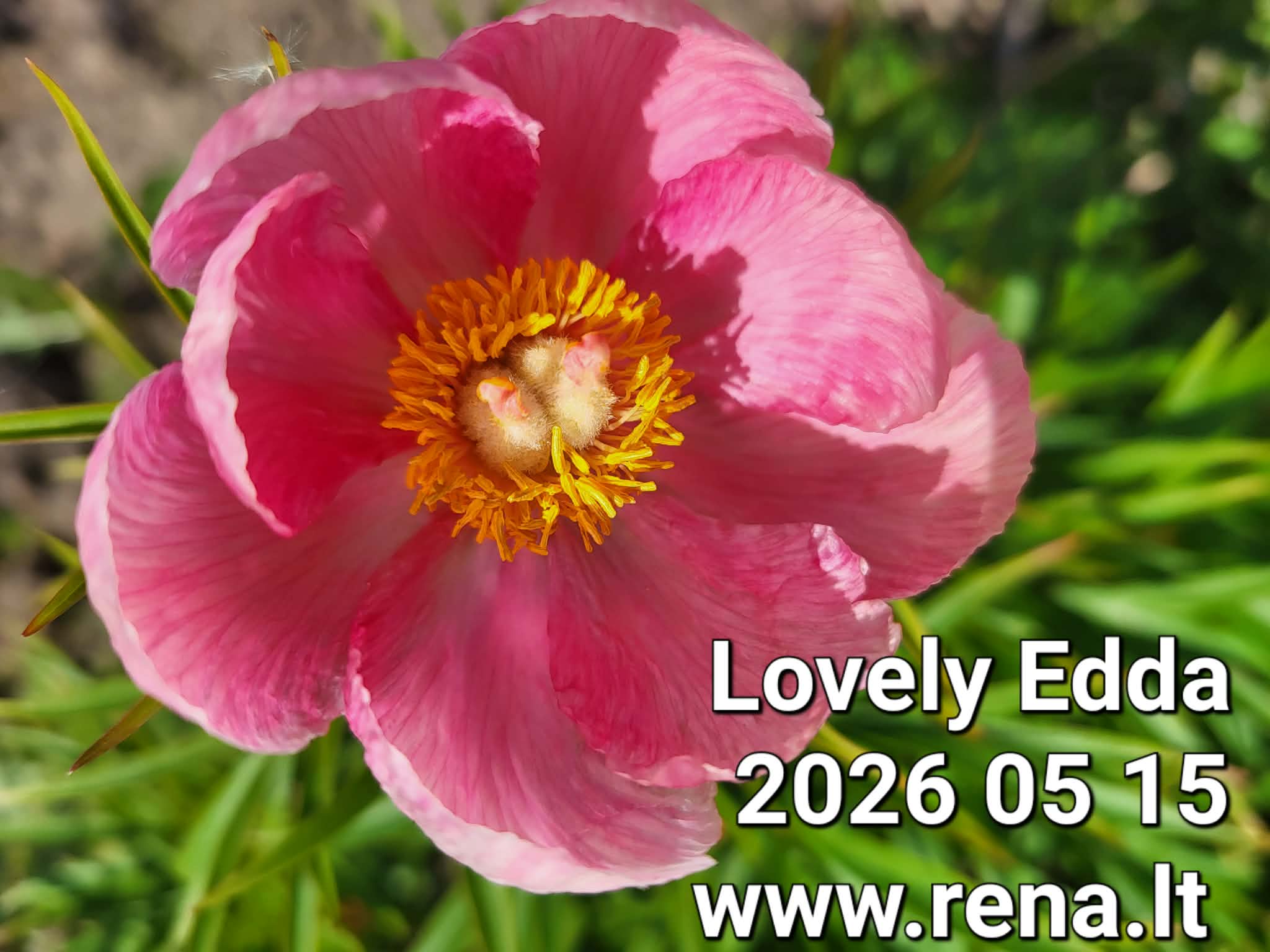 Lovely Edda
