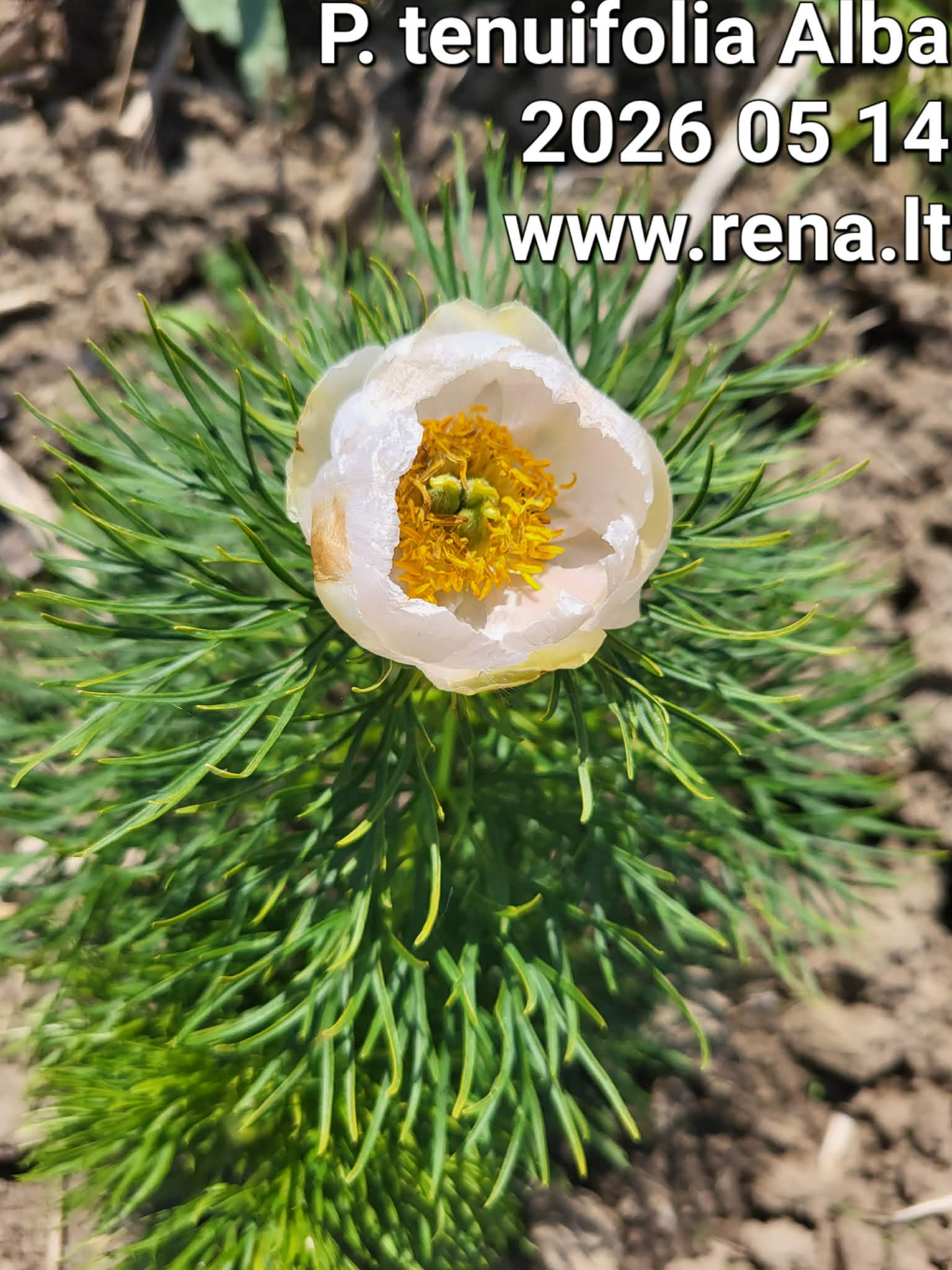 Tenuifolia Alba (baltas krapinis)