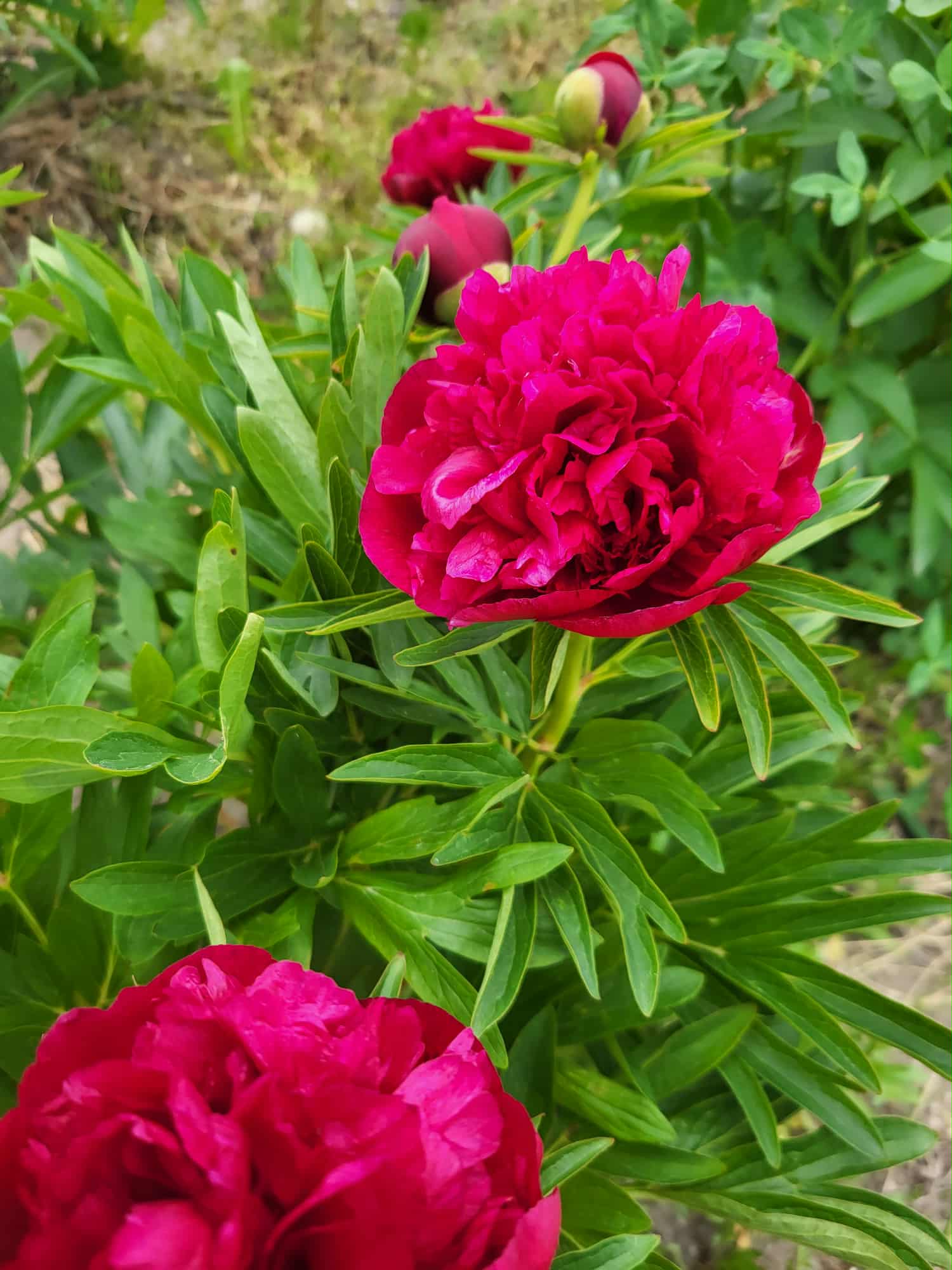 Vaistinis Bijūnas Rubra Plena (senovinis)