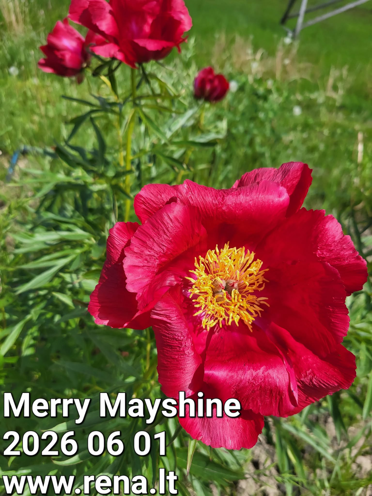 Siauralapis bijūnas Merry Mayshine