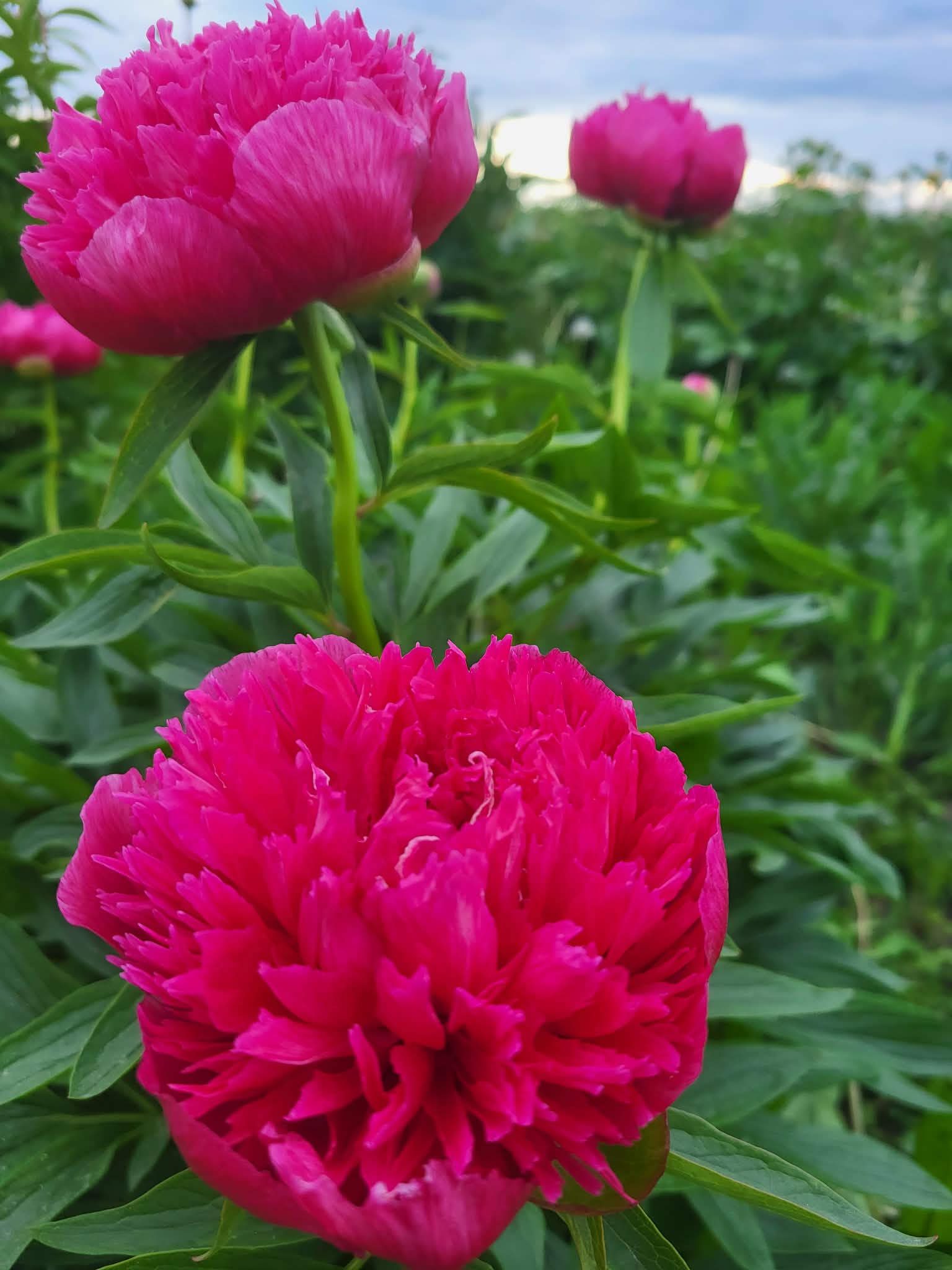 Vaistinis Bijūnas Rosea Plena